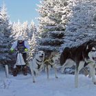 Schlittenhunderennen in Ottenschlag 2012 – Part 2