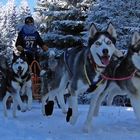 Schlittenhunderennen in Ottenschlag 2012 – Part 4