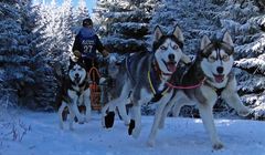 Schlittenhunderennen in Ottenschlag 2012 – Part 4