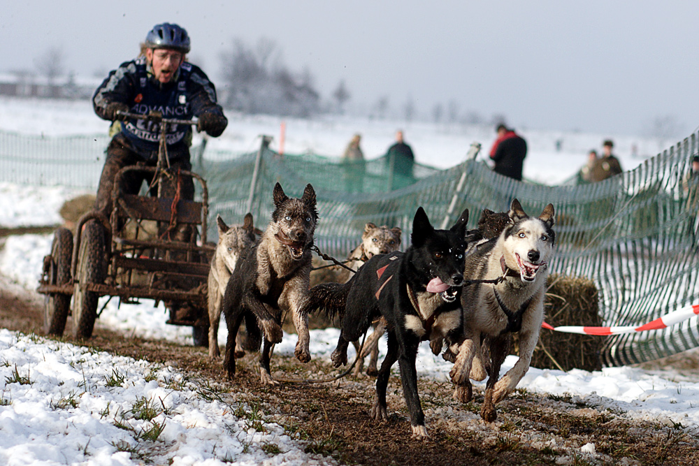 Schlittenhunderennen in Reisenbach 2010