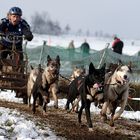 Schlittenhunderennen in Reisenbach 2010