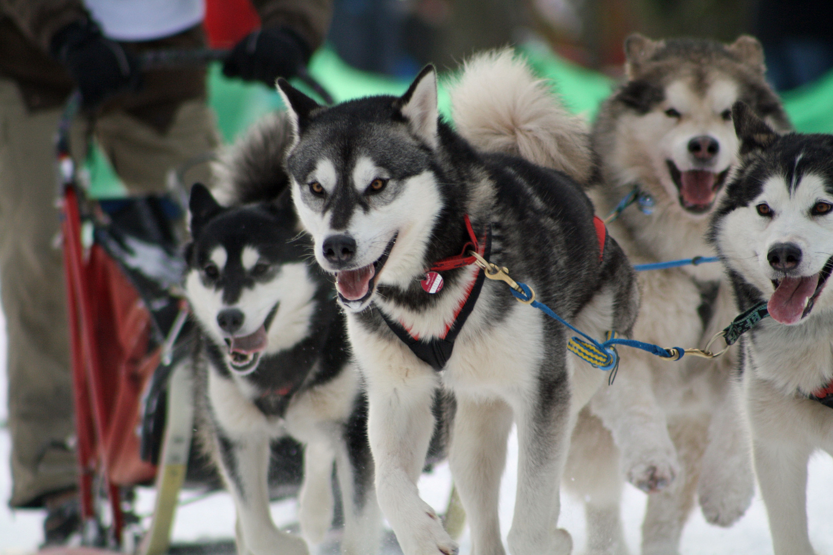 Schlittenhunderennen in Schöneck