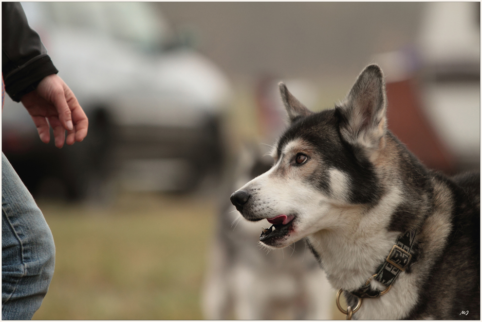 Schlittenhunderennen in Spremberg 1