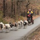 Schlittenhunderennen in Spremberg 2