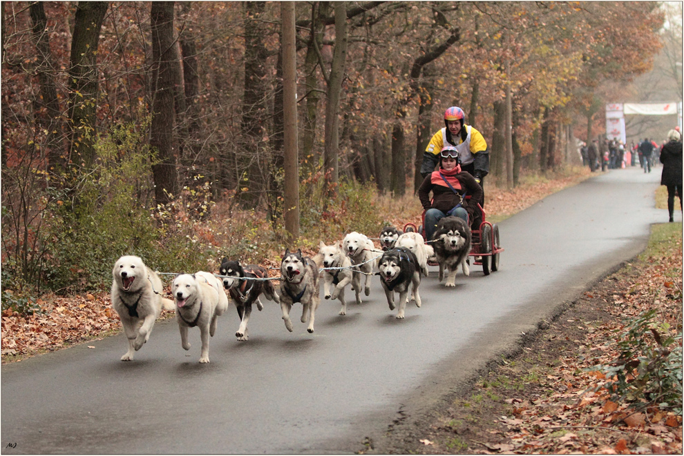 Schlittenhunderennen in Spremberg 2