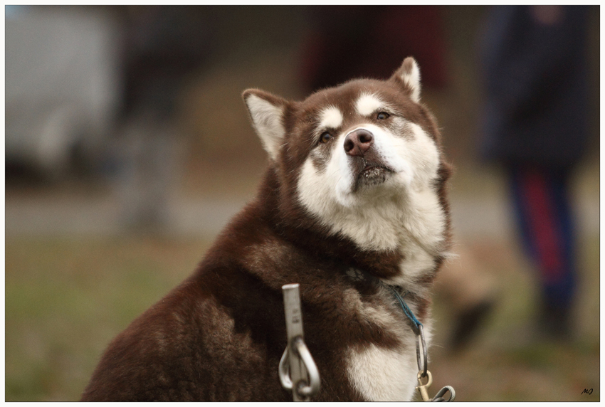 Schlittenhunderennen in Spremberg