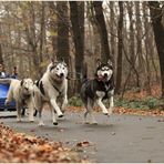 Schlittenhunderennen in Spremberg 3