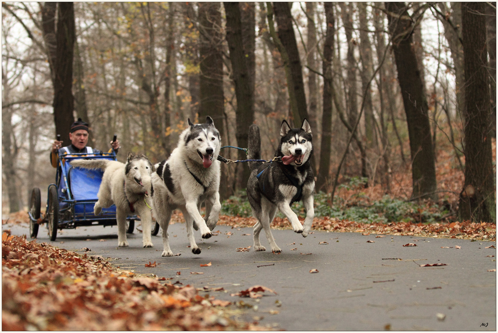 Schlittenhunderennen in Spremberg 3