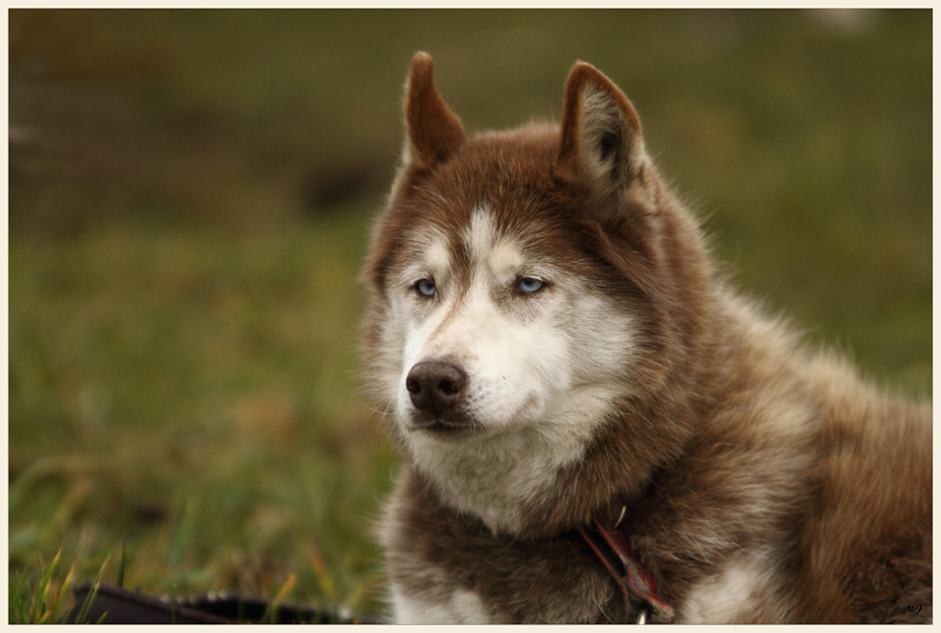 Schlittenhunderennen in Spremberg 3