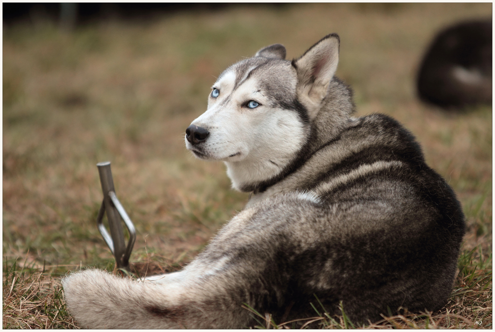 Schlittenhunderennen in Spremberg 4