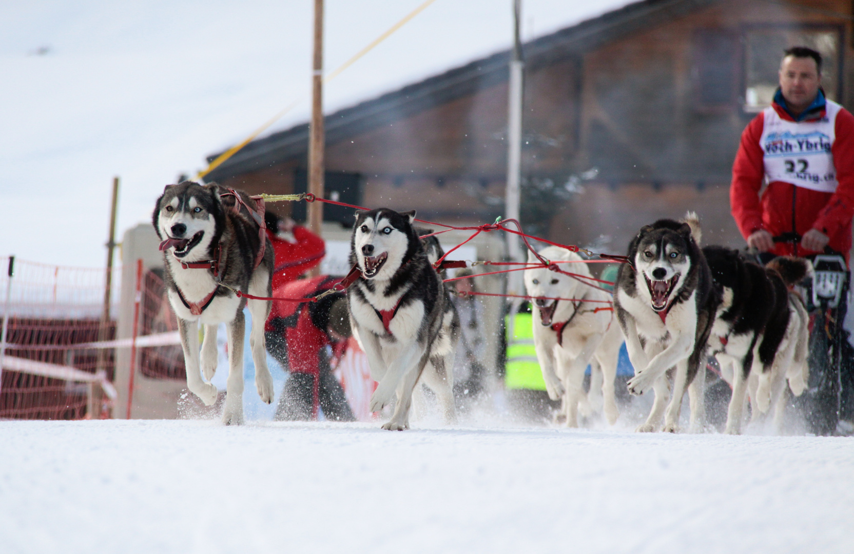 Schlittenhunderennen in Studen, CH