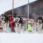 Schlittenhunderennen in Studen, CH