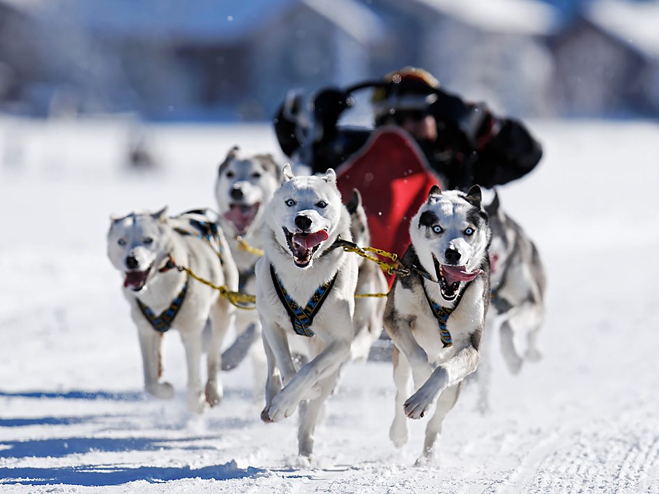 Schlittenhunderennen in Studen (SZ)