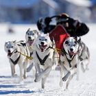 Schlittenhunderennen in Studen (SZ)