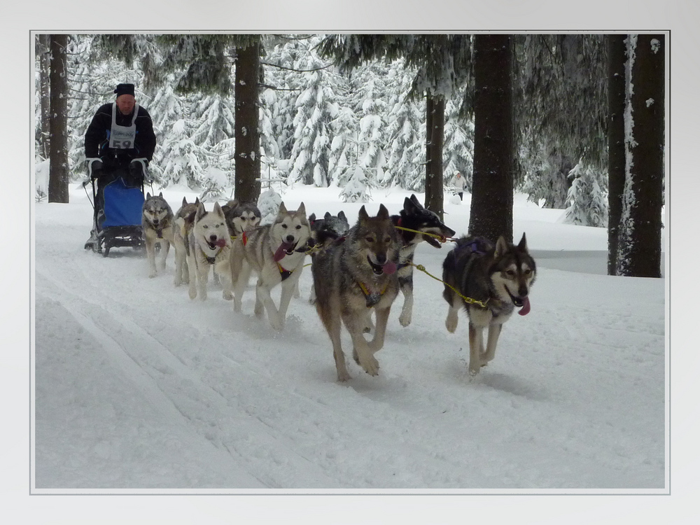 Schlittenhunderennen in Thüringen 2010/1