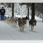 Schlittenhunderennen in Thüringen 2010/1