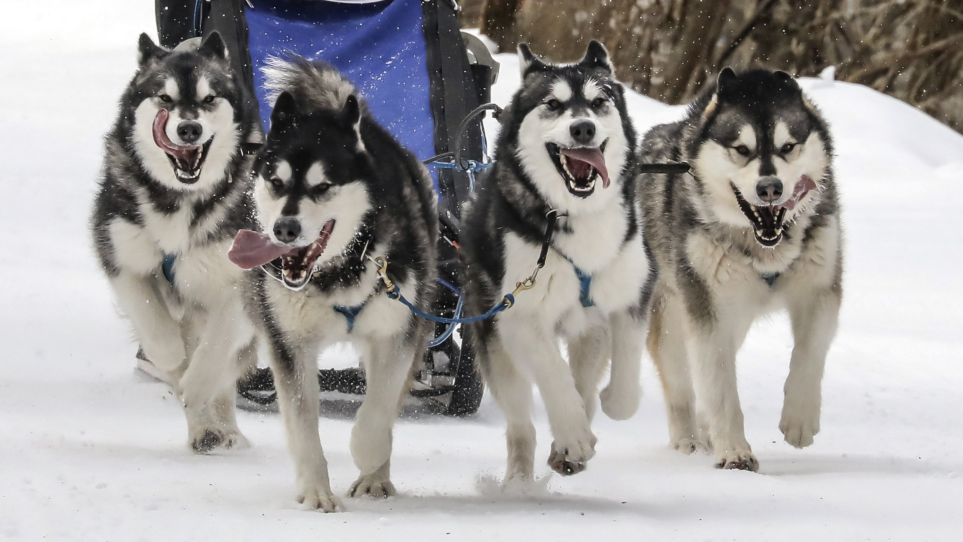 Schlittenhunderennen in Wallgau 2018 - 2