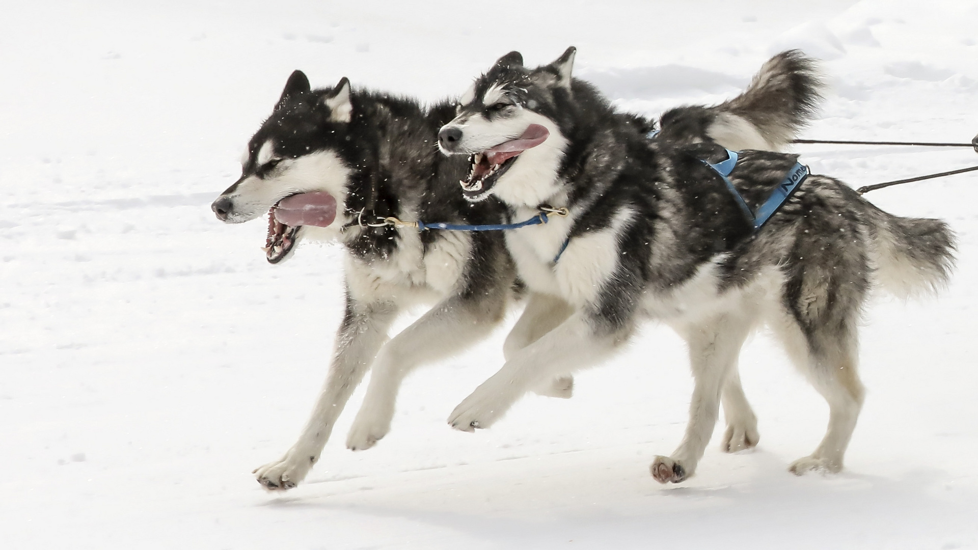 Schlittenhunderennen in Wallgau 2018 - 3