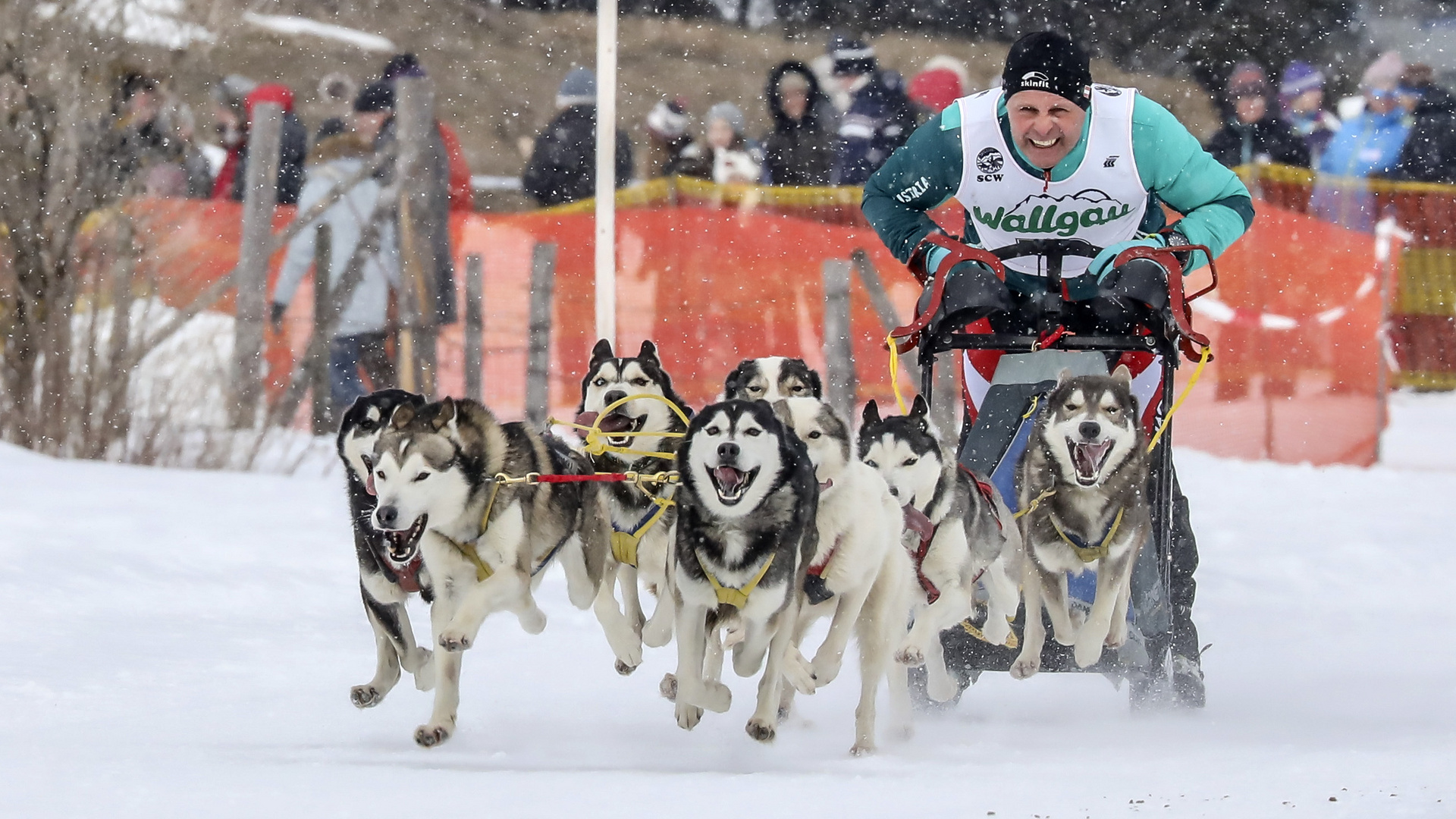 Schlittenhunderennen in Wallgau 2018 - 4