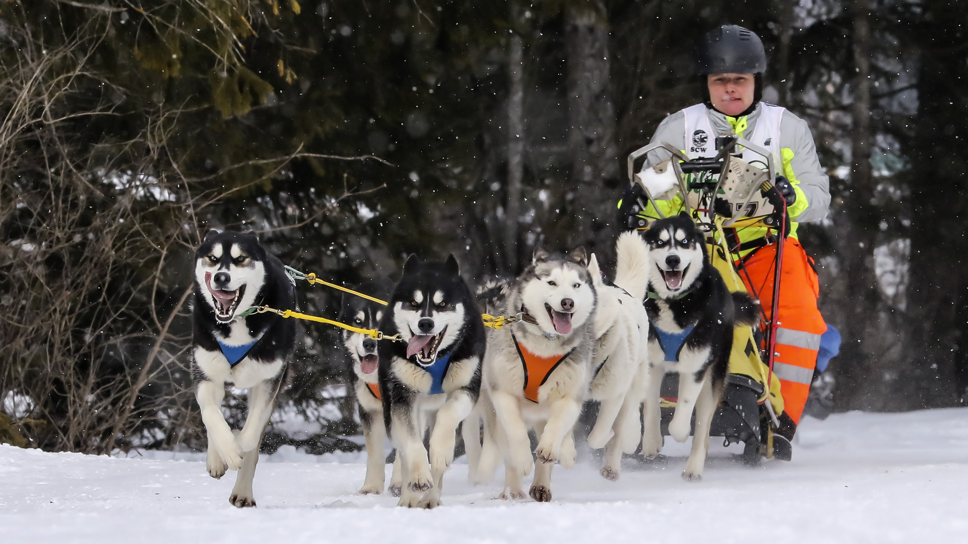 Schlittenhunderennen in Wallgau 2018 - 5