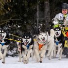 Schlittenhunderennen in Wallgau 2018 - 5