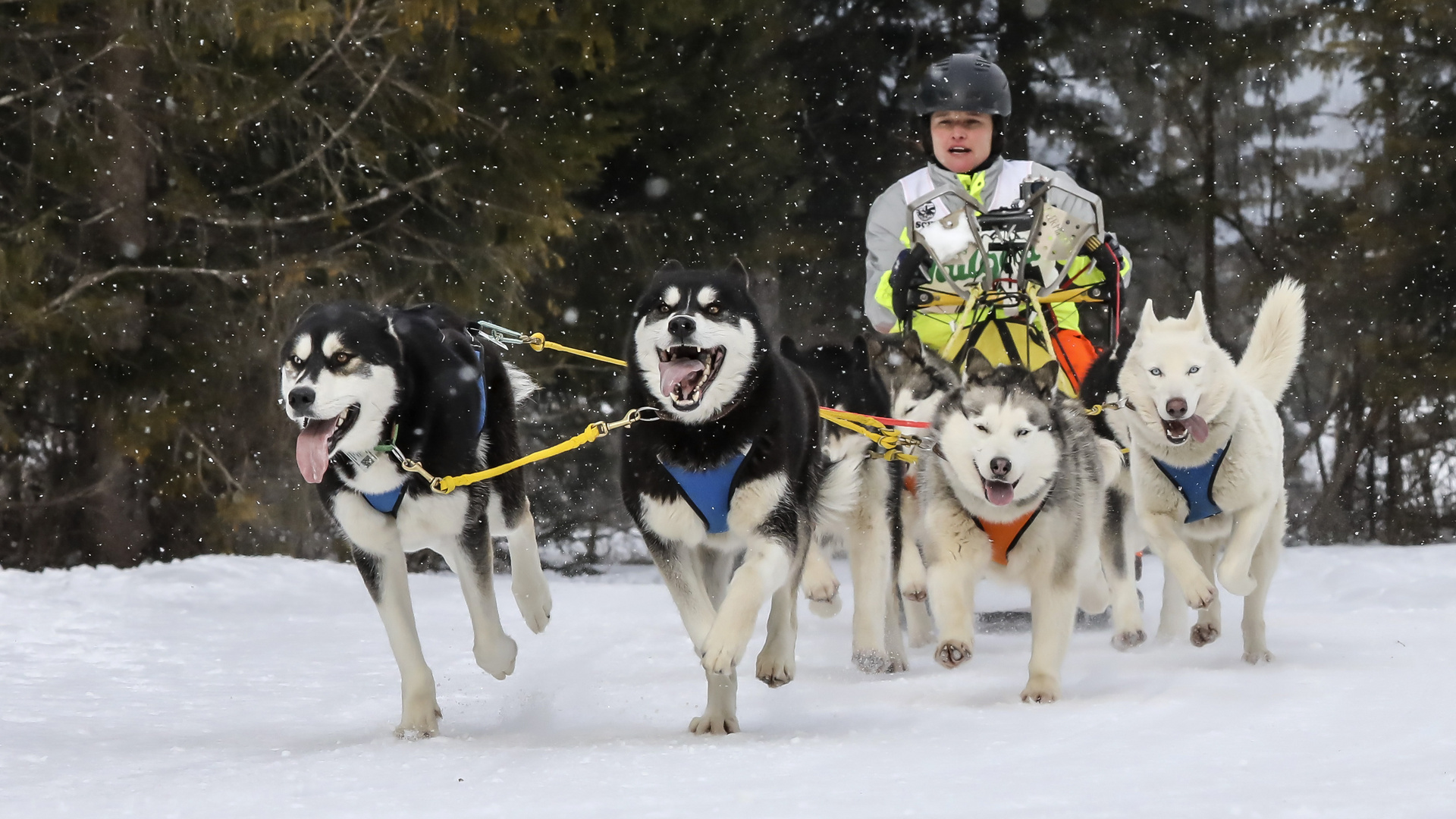 Schlittenhunderennen in Wallgau 2018 - 6