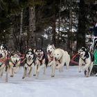 Schlittenhunderennen in Wallgau 2018 - 7