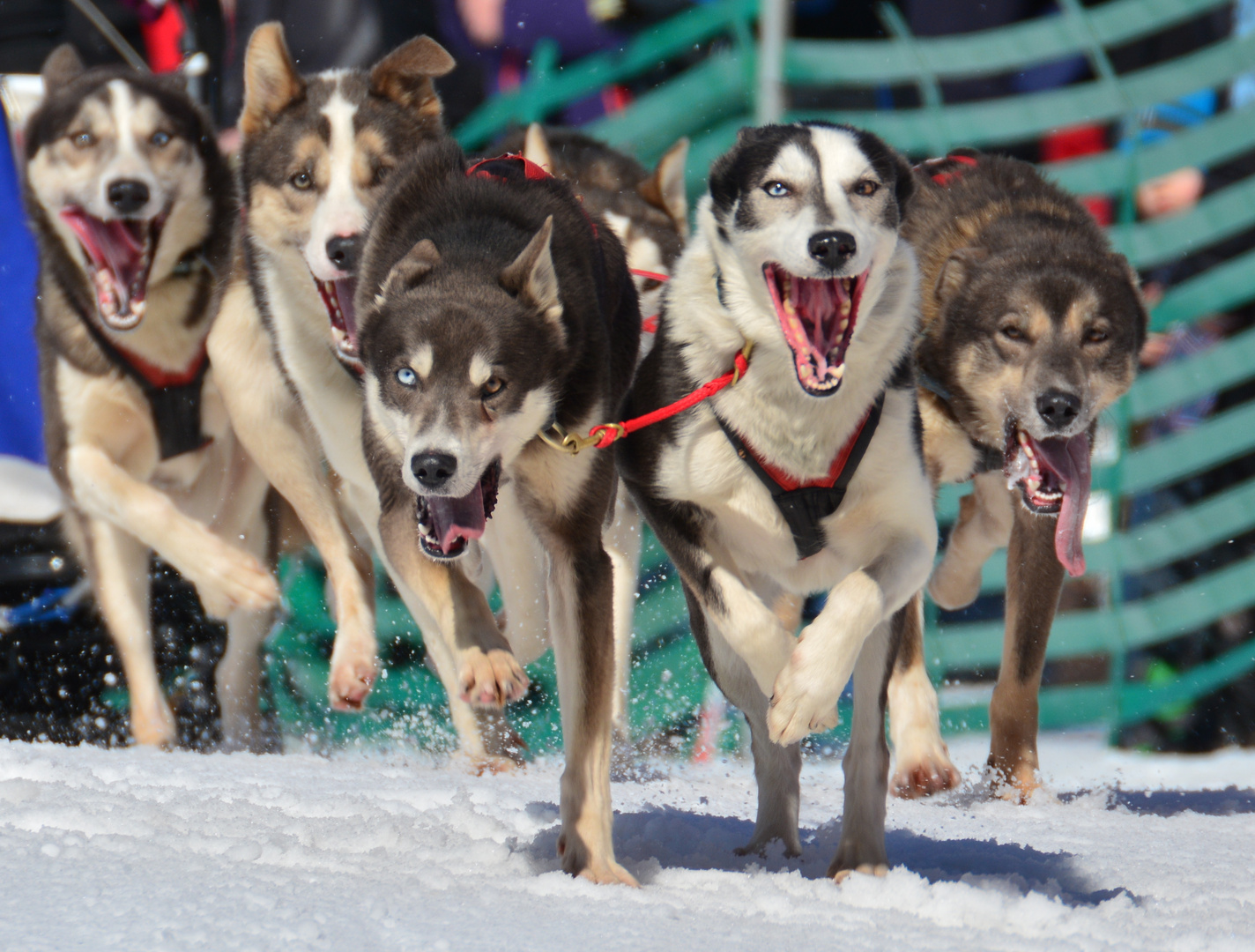 Schlittenhunderennen in Wallgau