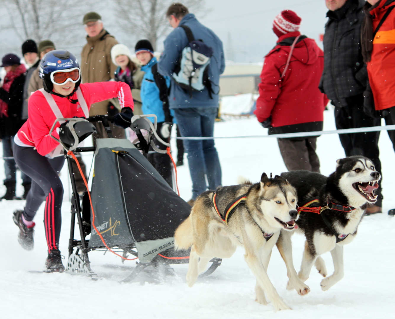 Schlittenhunderennen in Winterberg