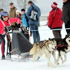 Schlittenhunderennen in Winterberg