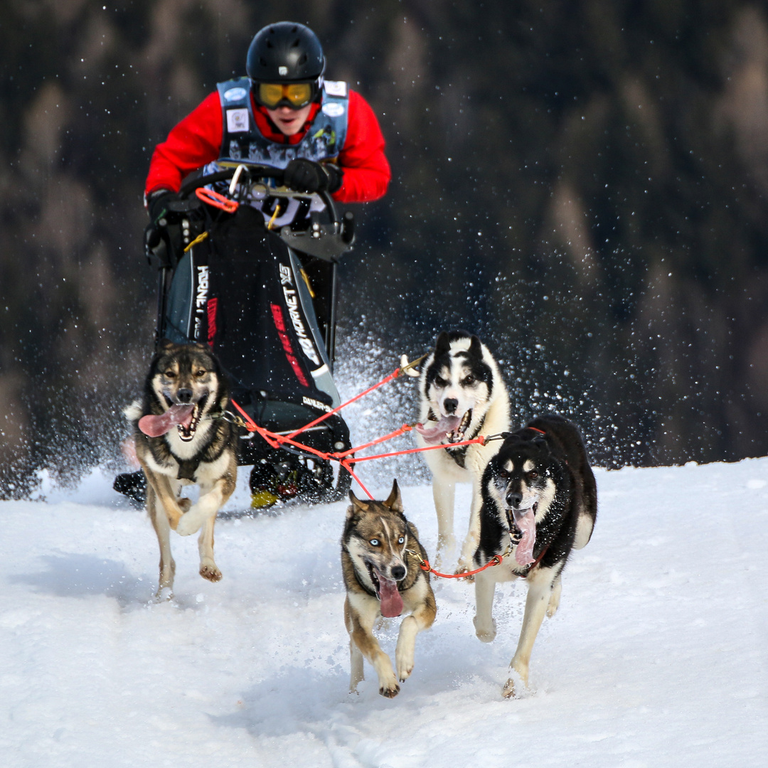 Schlittenhunderennen-Inzell