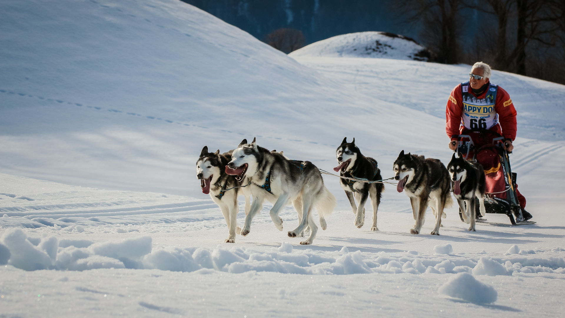 Schlittenhunderennen-Inzell