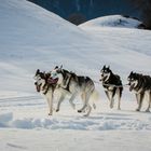 Schlittenhunderennen-Inzell