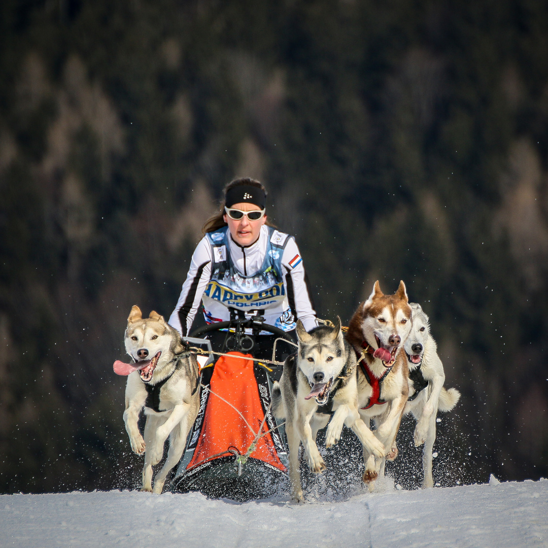 Schlittenhunderennen-Inzell