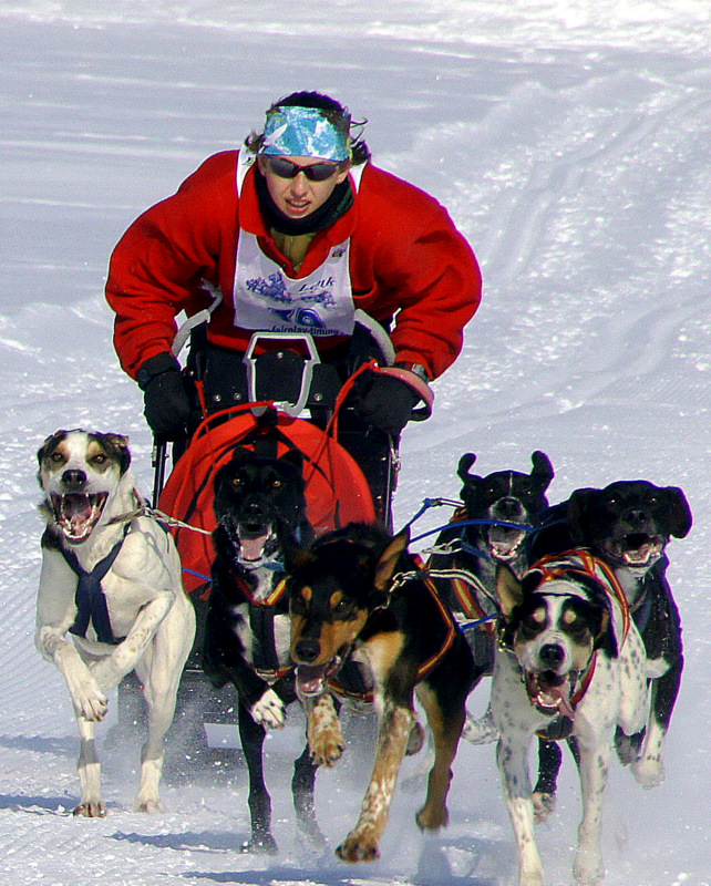 Schlittenhunderennen Lenk 14.2.2010 I