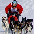 Schlittenhunderennen Lenk 14.2.2010 I