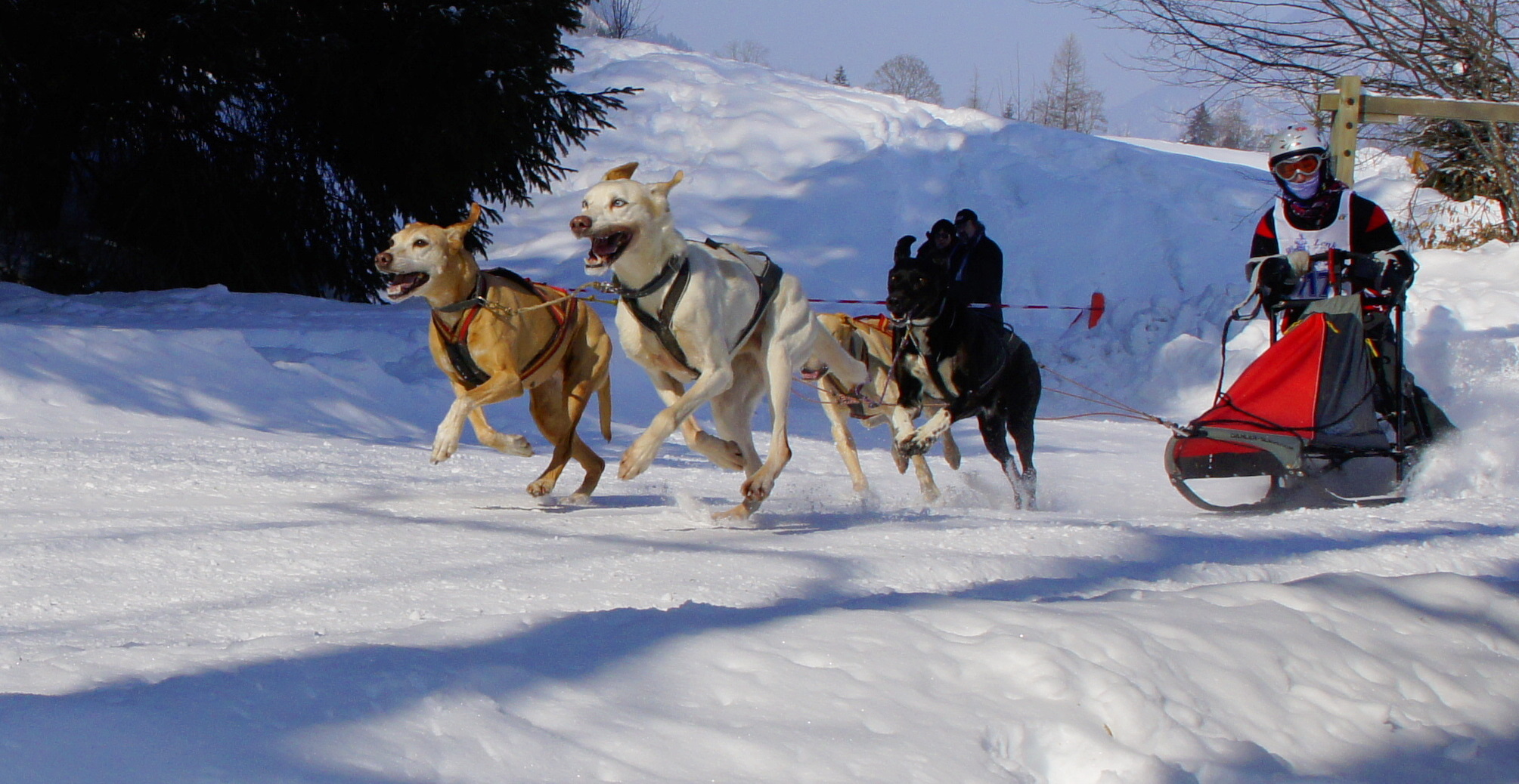 Schlittenhunderennen Lenk i. S. 2012