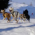 Schlittenhunderennen Lenk i. S. 2012