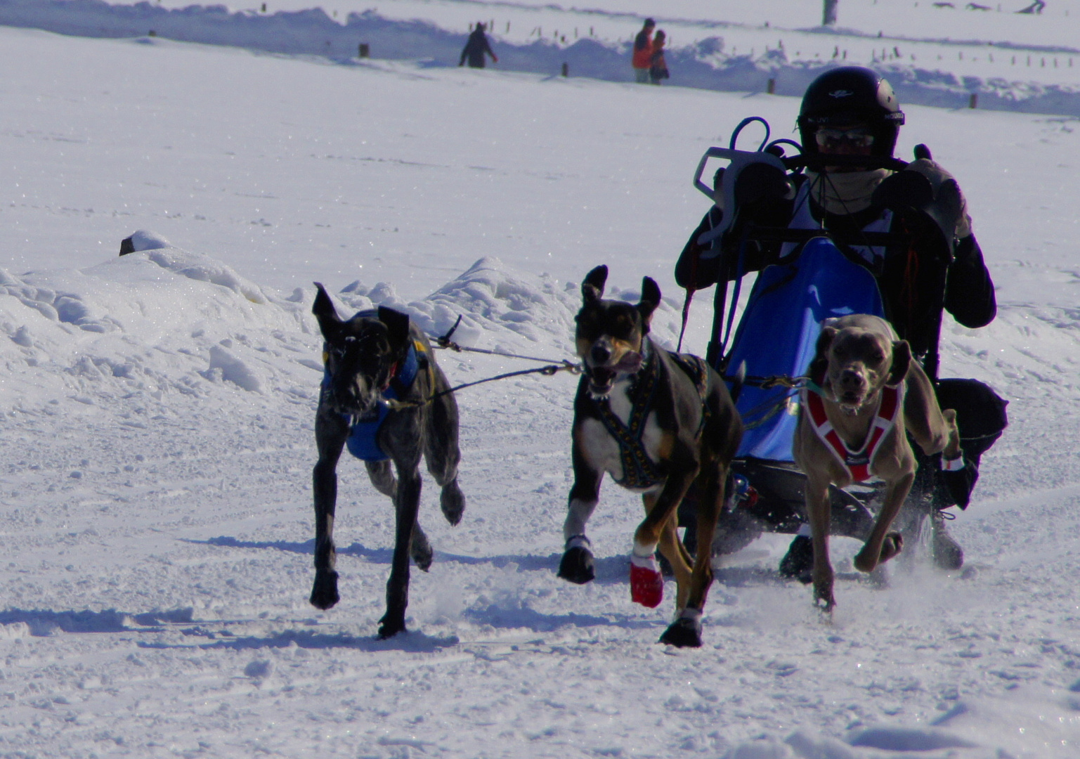 Schlittenhunderennen Lenk i.S. 2012