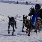 Schlittenhunderennen Lenk i.S. 2012