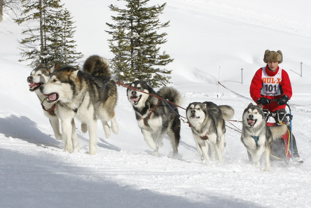 Schlittenhunderennen Lenzerheide