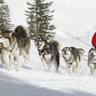 Schlittenhunderennen Lenzerheide