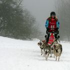 Schlittenhunderennen Liebenscheid ´19