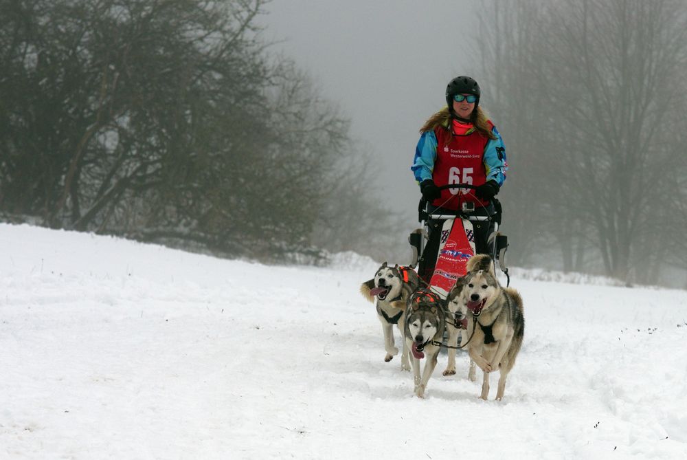 Schlittenhunderennen Liebenscheid ´19