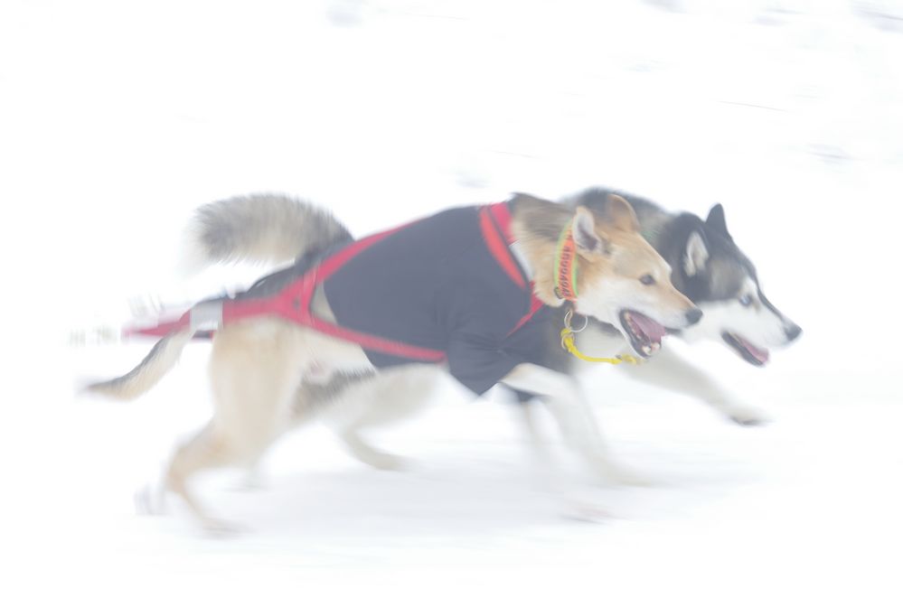 Schlittenhunderennen Liebenscheid ´19