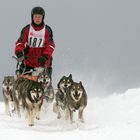 Schlittenhunderennen Liebenscheid 2017