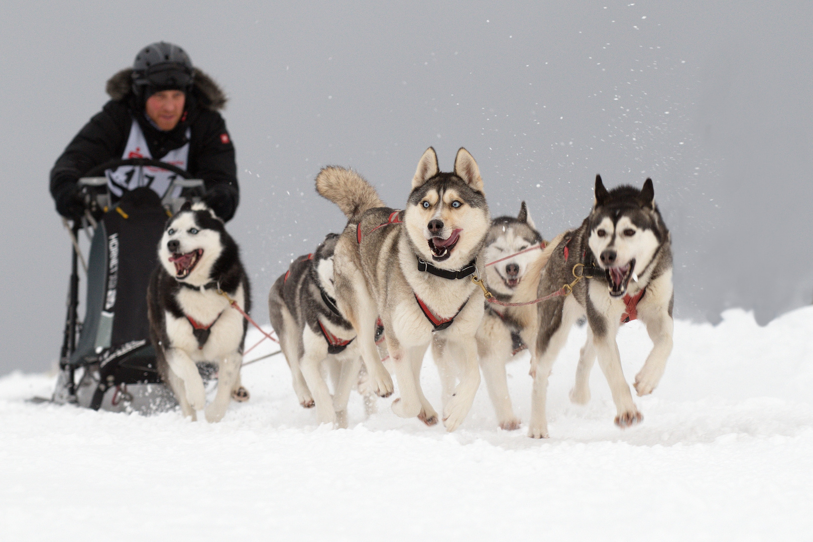 Schlittenhunderennen Liebenscheid 2017