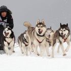 Schlittenhunderennen Liebenscheid 2017