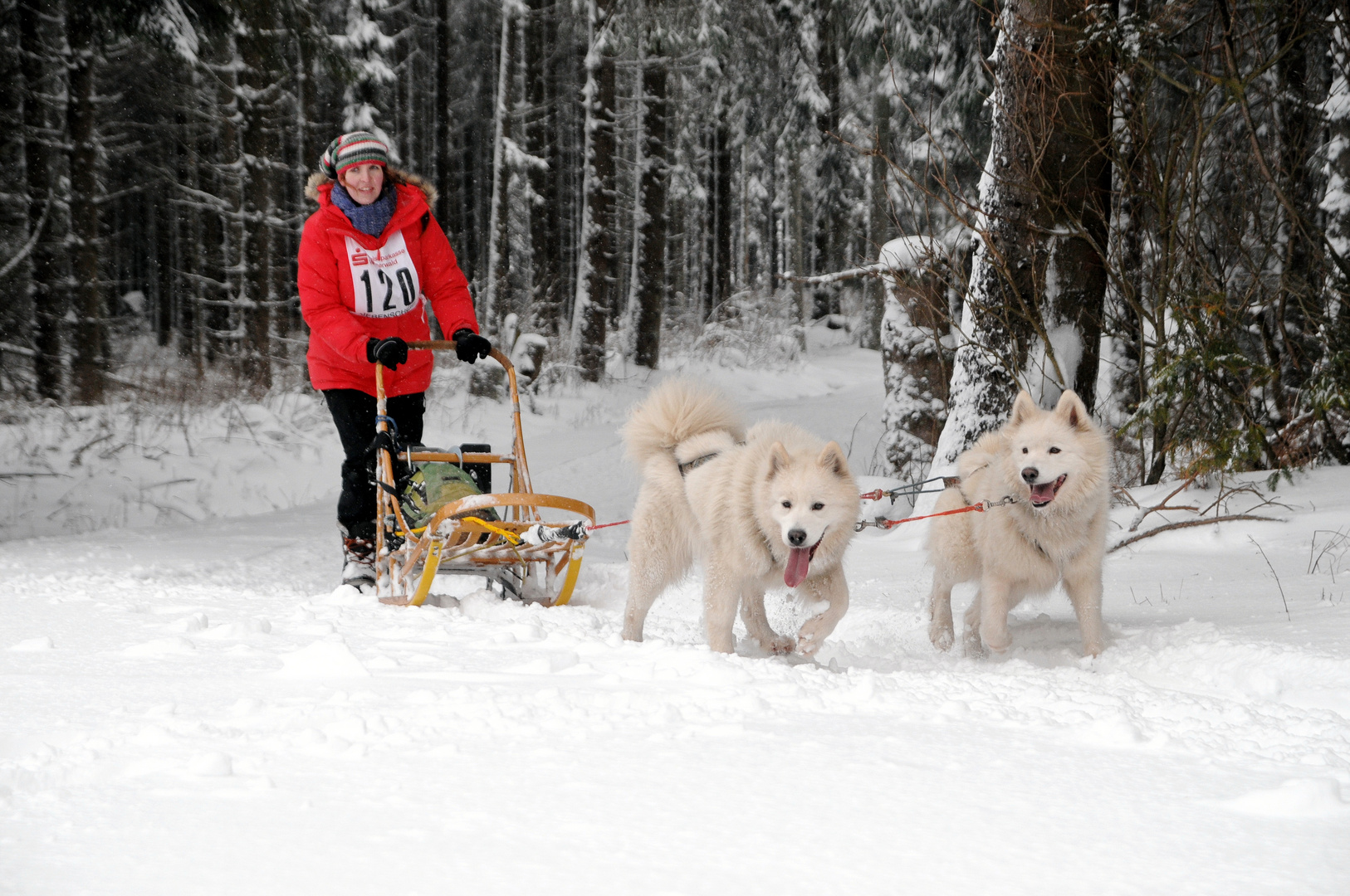 Schlittenhunderennen Liebenscheid 2017