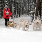 Schlittenhunderennen Liebenscheid 2017